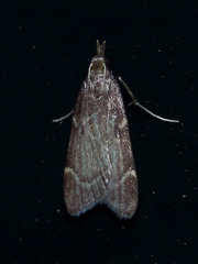 Aglossa electalis