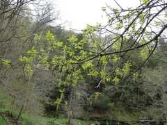 Acer negundo violaceum