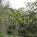 Acer negundo violaceum - Photo (c) tsc_wis, μερικά δικαιώματα διατηρούνται (CC BY-NC)