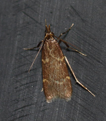 Aglossa electalis