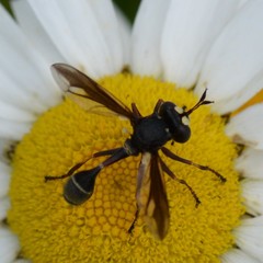 Physocephala furcillata