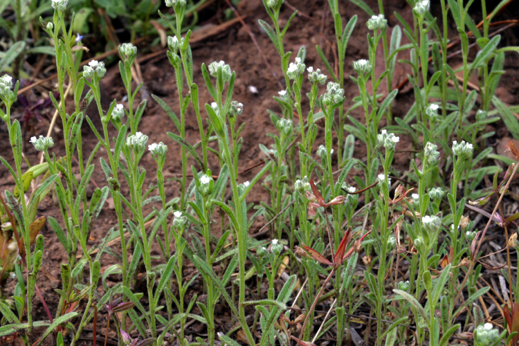 pine cryptantha
