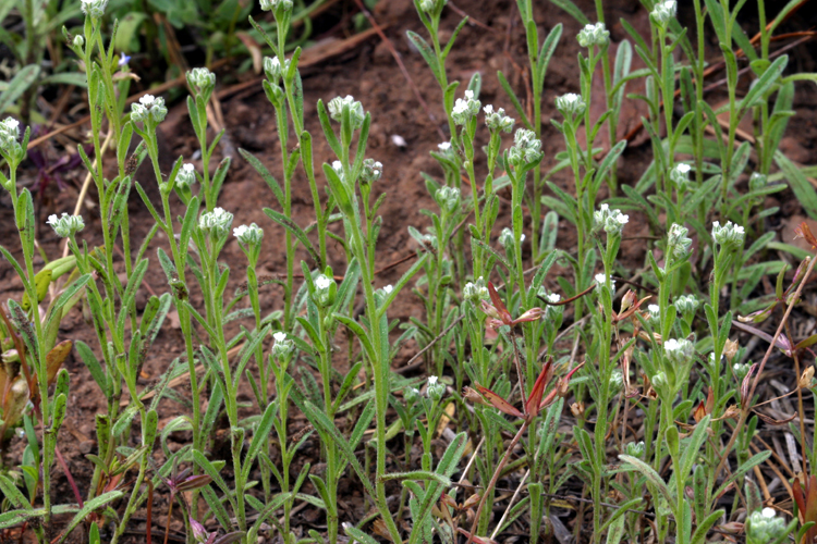 Cryptantha simulans