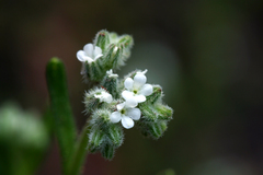 Cryptantha simulans