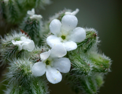 Cryptantha simulans