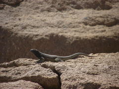 Microlophus quadrivittatus