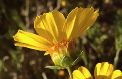 Leptosyne calliopsidea