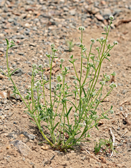 Cryptantha torreyana