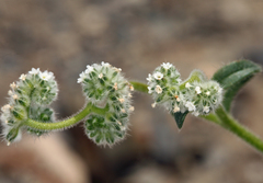Cryptantha torreyana