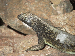 Microlophus quadrivittatus