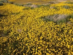 Leptosyne calliopsidea