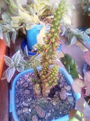 Cactaceae