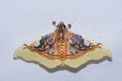 Eupastranaia