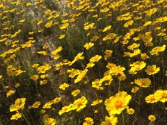 Leptosyne calliopsidea