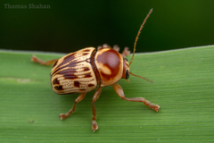 Cryptocephalus mutabilis