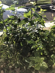 Cyclachaena xanthiifolia