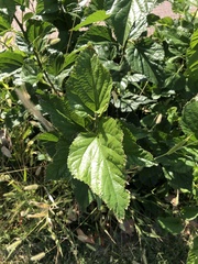 Cyclachaena xanthiifolia