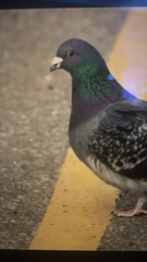 Columba livia domestica