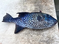 Canthidermis maculata