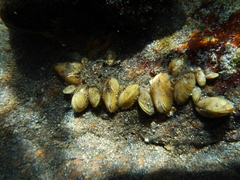 Brachidontes granulatus