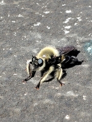 Laphria affinis