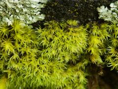 Grimmia trichophylla