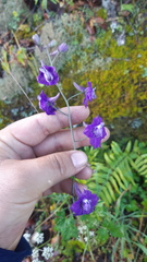Delphinium tenuisectum