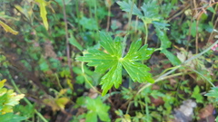 Delphinium tenuisectum