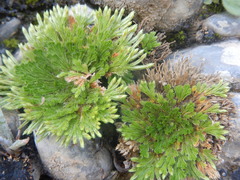 Selaginella pilifera