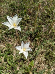 Zephyranthes chlorosolen