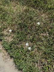 Zephyranthes chlorosolen