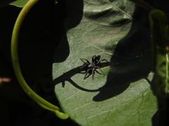 Latonigena