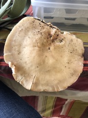 Ossicaulis lignatilis