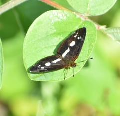 Castilia