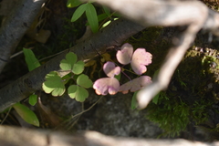 Thalictrum thalictroides