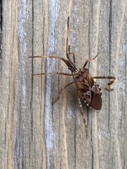 Leptoglossus occidentalis