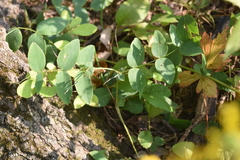 Lathyrus ochroleucus