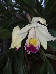 Cattleya quadricolor