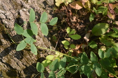 Lathyrus ochroleucus