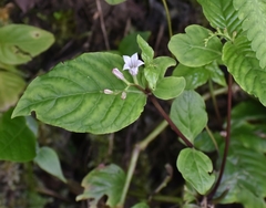 Spigelia humboldtiana