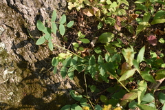 Lathyrus ochroleucus