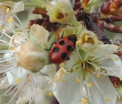 Pelonides quadripunctata