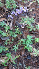 Lupinus delicatulus