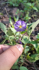 Solanum fendleri