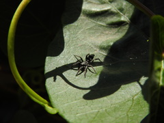 Latonigena