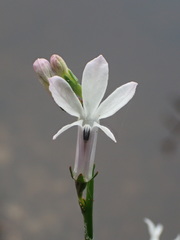 Lobelia dortmanna