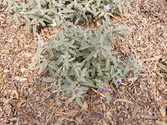 Solanum elaeagnifolium