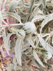 Solanum elaeagnifolium