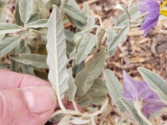 Solanum elaeagnifolium