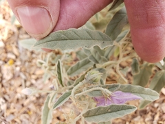 Solanum elaeagnifolium